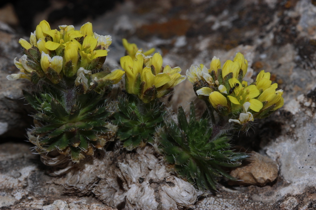 Spanish draba