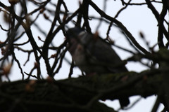 Columba palumbus