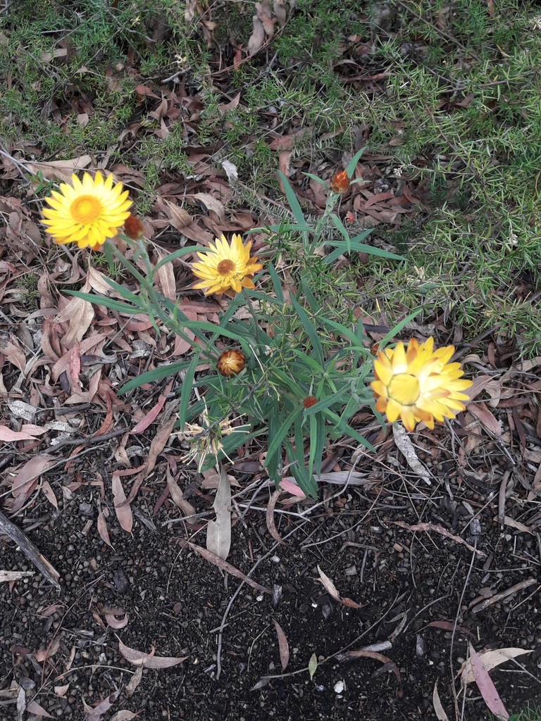 golden-everlasting-from-acton-act-2601-australia-on-december-1-2023