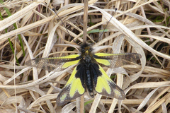 Libelloides coccajus