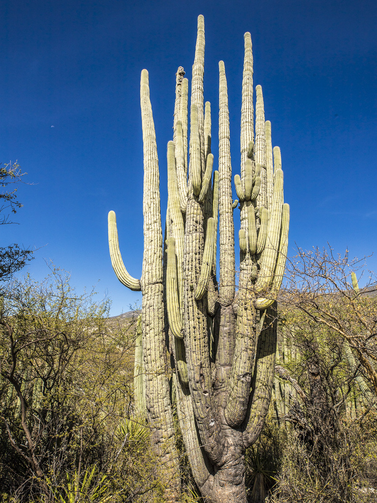 Cephalocereus tetetzo from Zapotitlán, Pue., Mexico on November 5, 2023 ...