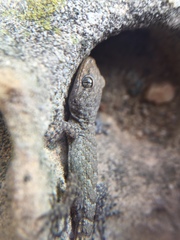 Mediodactylus kotschyi