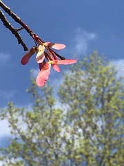 Acer rubrum