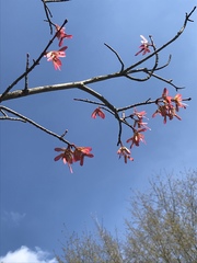 Acer rubrum