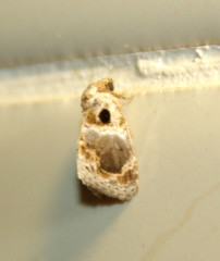 Protarache melaphora