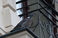 Columba palumbus