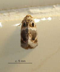 Protarache melaphora
