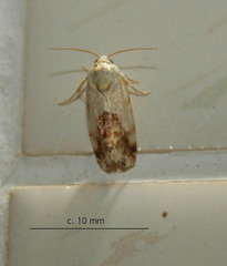 Acontia insocia