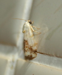 Acontia insocia