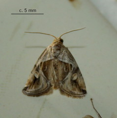 Deltote johnjoannoui