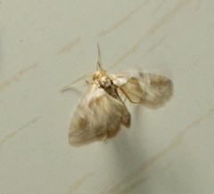 Deltote johnjoannoui