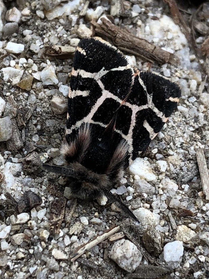 Artimelia latreillii