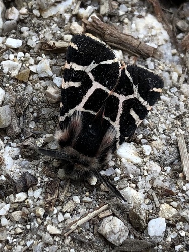 Artimelia latreillii