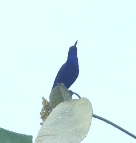 Black Sunbird (Leptocoma aspasia), photo 10