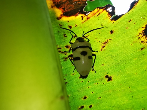 Death Head Bug