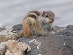 Atlantoxerus getulus