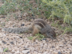 Atlantoxerus getulus