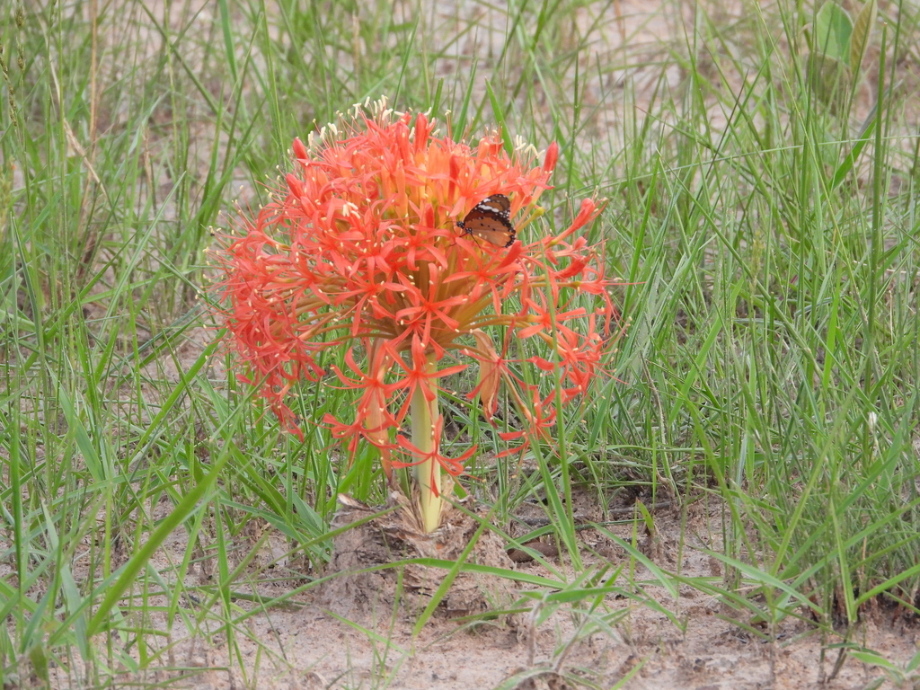 Boophone disticha, Mumbwa, Zambia
