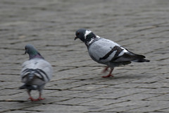 Columba livia domestica