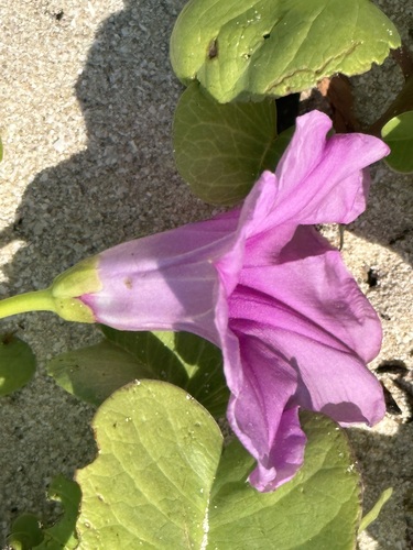 Beach Morning Glory