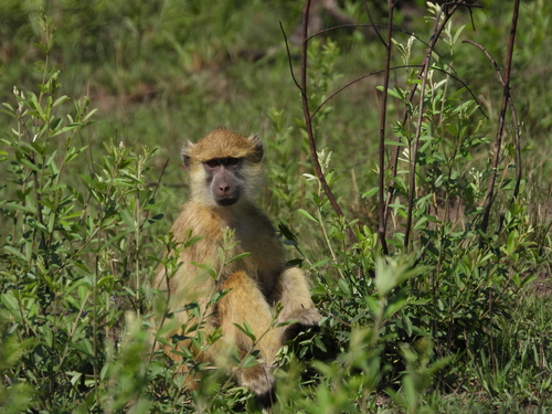 Kinda Baboon