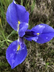Iris hexagona