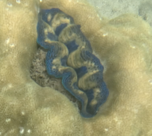Boring Giant Clam — seen at this dive site