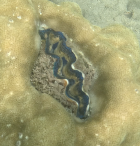 Boring Giant Clam (Tridacna crocea)