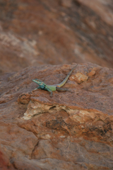 Platysaurus intermedius