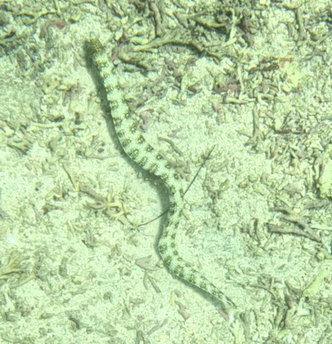 Snowflake Moray (Echidna nebulosa)