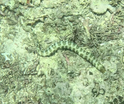 Snowflake Moray (Echidna nebulosa)
