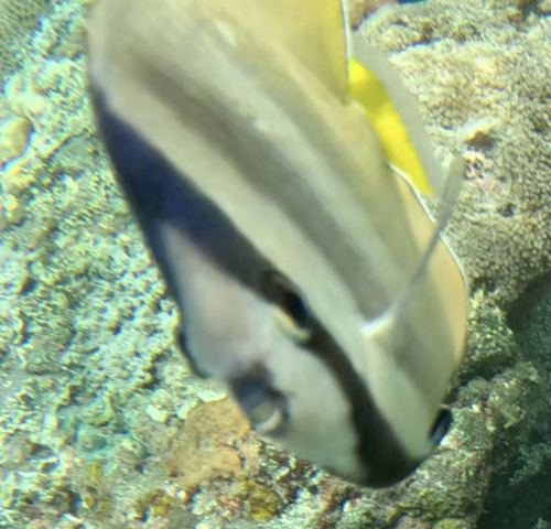 Blacklip Butterflyfish (Chaetodon kleinii)