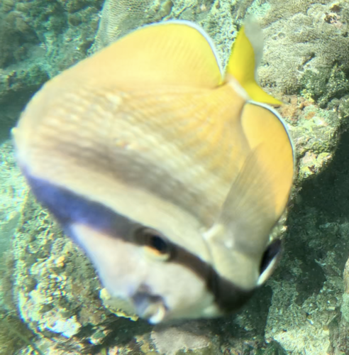 Zonsondergang-koraalvlinder (Chaetodon kleinii) — Chaetodontidae — 5