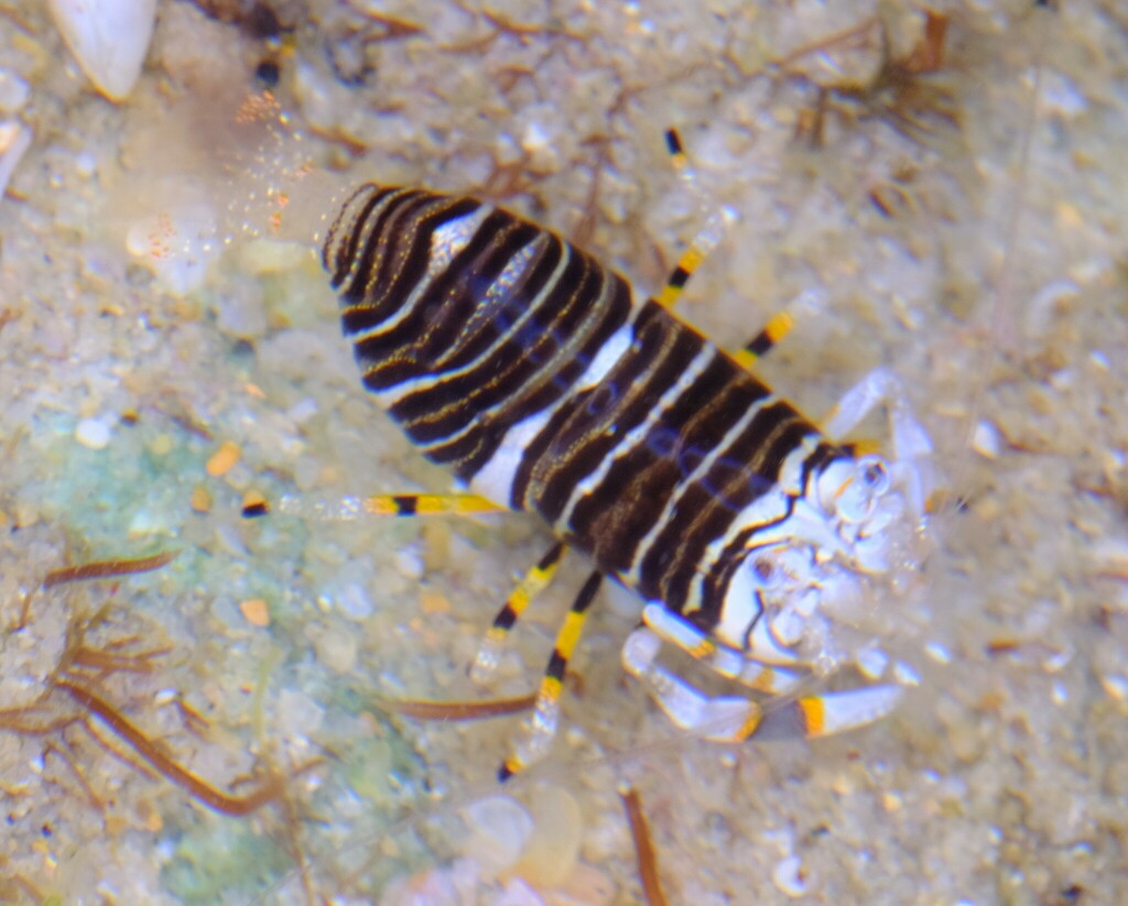 bumblebee shrimp