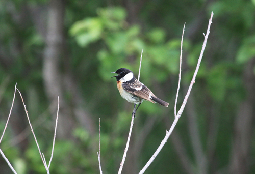 Tarabilla siberiana (Saxicola maurus)
