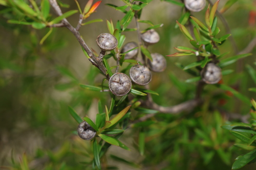 Image of Mountain Tea Tree (Leptospermum variabile) by (c) Greg Tasney, some rights reserved (CC BY-SA)