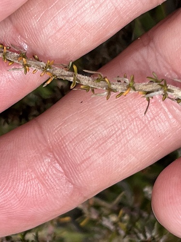 Image of Roella arenaria by (c) Charleen Brunke, some rights reserved (CC BY)