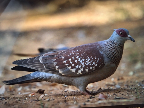 Speckled Pigeon