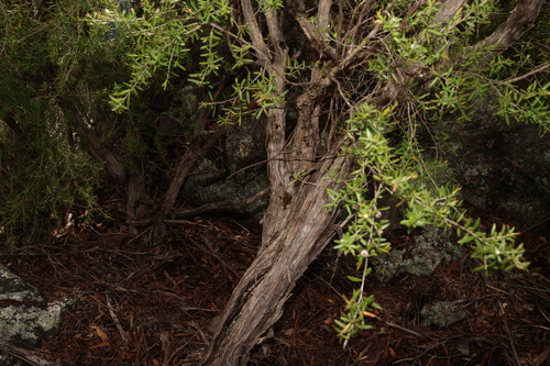 Image of Leptospermum variabile by (c) Greg Tasney, some rights reserved (CC BY-SA)
