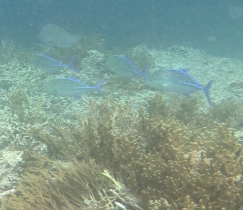Bluefin Trevally
