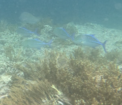 Bluefin Trevally