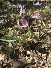 Erythronium hendersonii