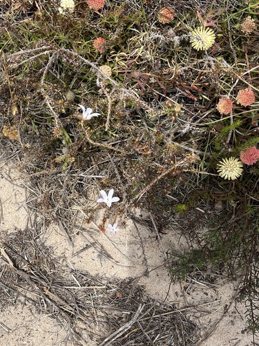 Image of Roella arenaria by (c) Charleen Brunke, some rights reserved (CC BY)