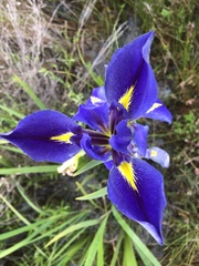 Iris hexagona
