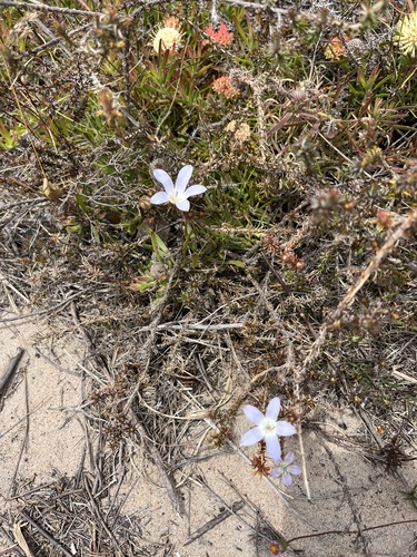 Image of Roella arenaria by (c) Charleen Brunke, some rights reserved (CC BY)