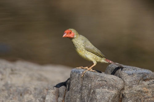 Star Finch (Emblema ruficauda), photo 8