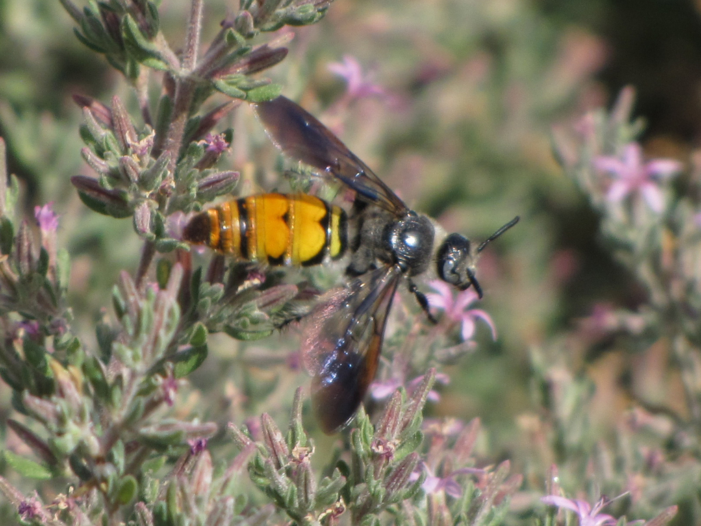 Toltec Scoliid Wasp