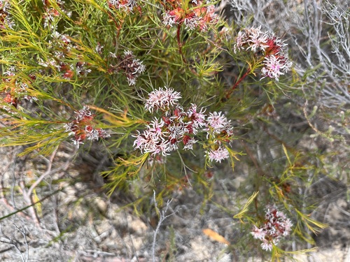 Image of Serruria bolusii by (c) Charleen Brunke, some rights reserved (CC BY)