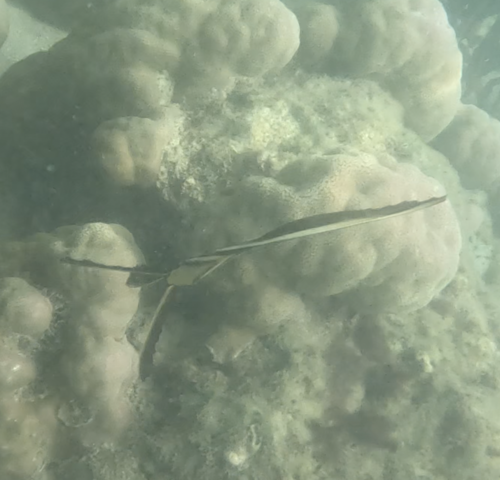 Golden Spadefish (Platax boersii)