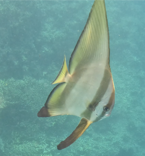 ミカヅキツバメウオの写真